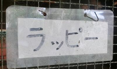 らっぴーちゃん