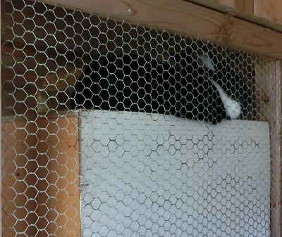 らっぴーちゃん らっぴーちゃん