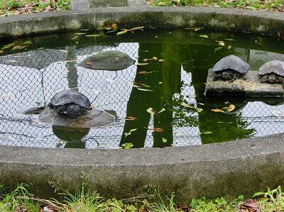 かめさんたち! かめさんたち!