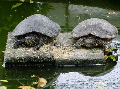 かめさんたち! かめさんたち!