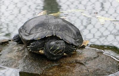 かめさん かめさん