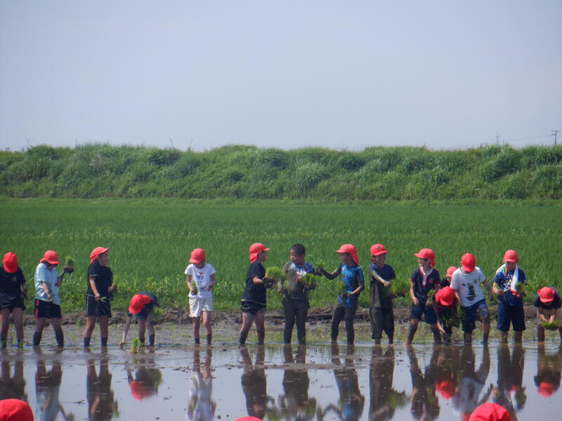 田植え児童
