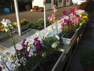 玄関の花 玄関の花