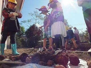 採れたおいも１