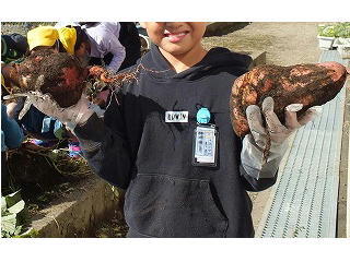 採れたおいも２