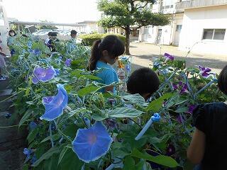 あさがおの花