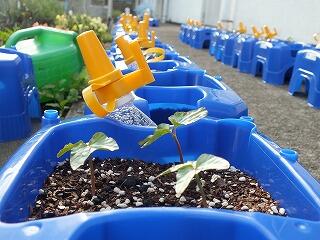 双葉が出たアサガオ