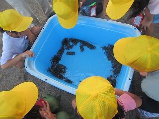 かにを触る子ども