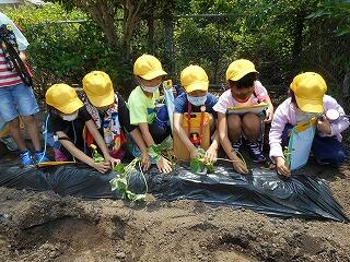サツマイモの苗植え１
