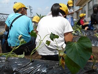サツマイモ苗植え２