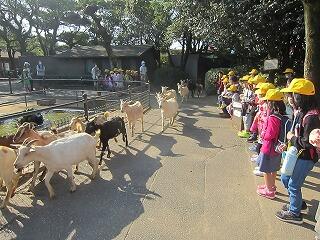 ヤギの大行進