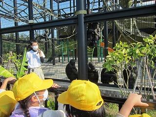 チンパンジーガイド