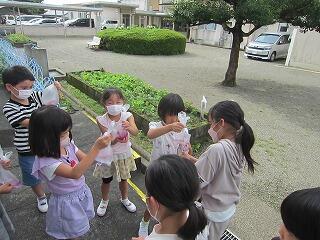 あさがお色水１