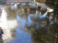 冬の池