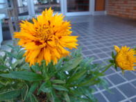 コレオプシス(金鶏菊)