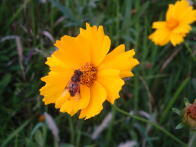 コレオプシス(大金鶏菊)