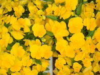 学校の花々(プランターのパンジー)