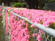 学校の花々(ツツジ)