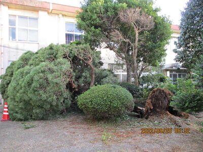 玄関前の松の木が倒れました。