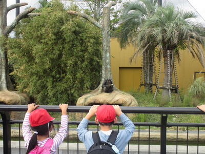 チンパンジーを見ている2人