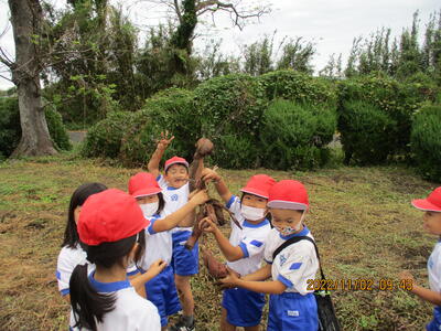 芋が取れた様子