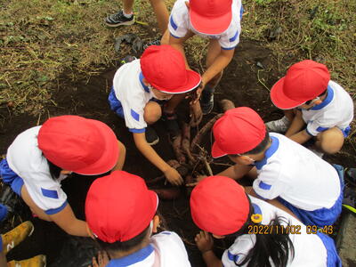 芋掘りの様子（１年）