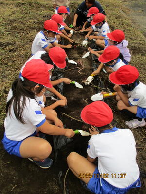 芋掘りの様子（２年生）
