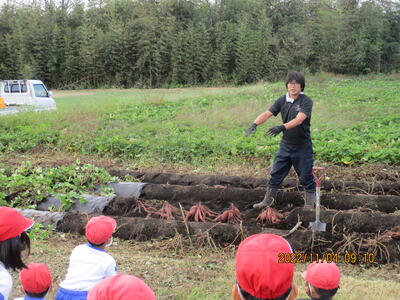 お芋の先生の説明