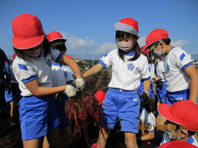 大きい芋が取れました