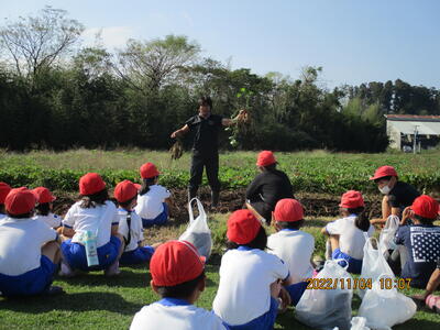 お芋の先生からお芋の種類をおしえてもらいました。