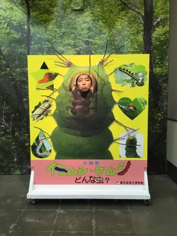 イモムシ、ケムシ展