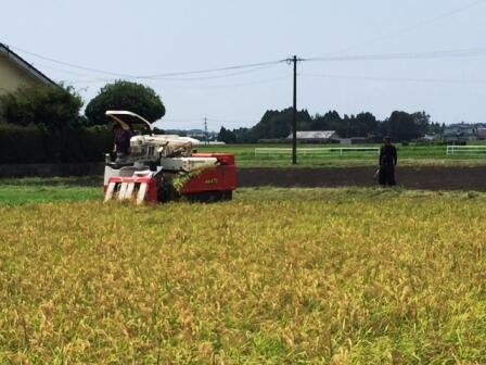 よく実っていました