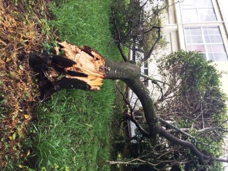 体育館の横の桜の木