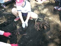 たくさんついてるぞ