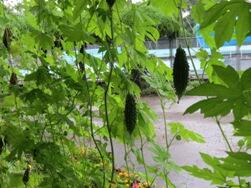 食べごろまでもう少し