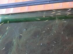 元気いっぱいの子メダカ