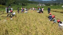 どんどん刈り取ります