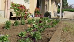 植えかえられた学級園