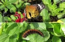 ツマグロヒョウモン