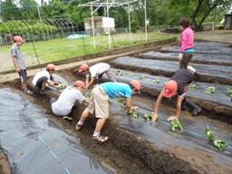 いも植え　５年