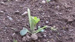 食べられたキャベツ