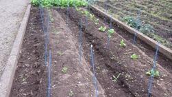 張り巡らした道糸