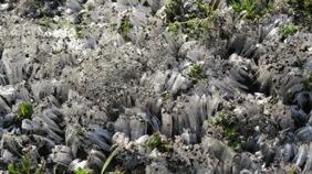 珍しく長い霜柱