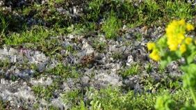 菜の花が寒そうです