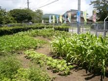 学校園の作物