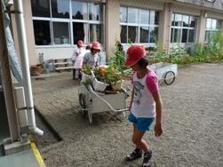 咲き終わった花の片付け