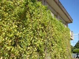 黄色くなってきたゴーヤのカーテン