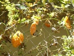 いまにもはじけ飛びそうなゴーヤの実