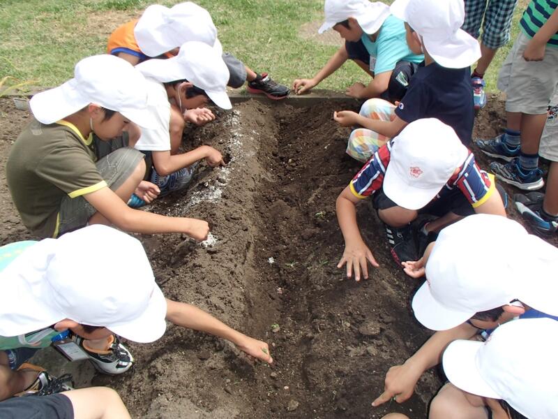 三年大豆種まき