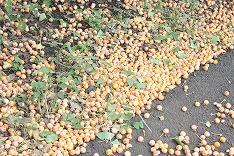 すごい数落ちています。